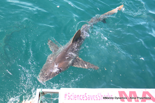 Bronze whaler shark, GAnsbsai, South AFrica