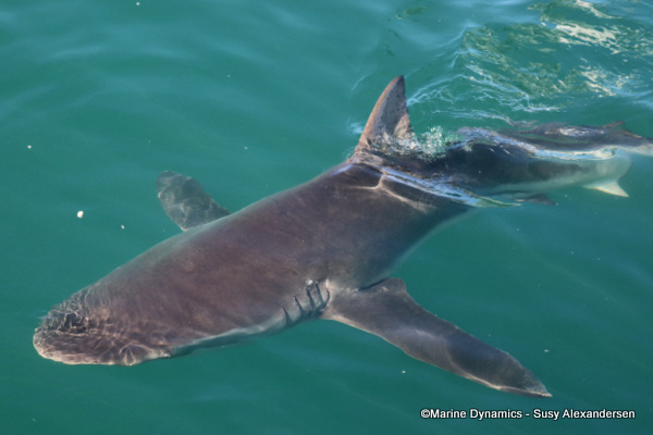 Bronze whaler shark