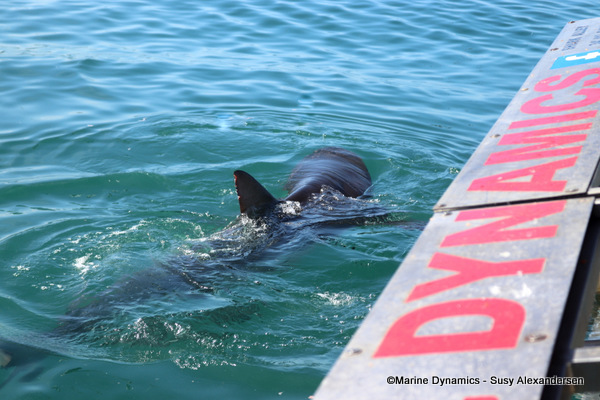 Bronze whaler shark