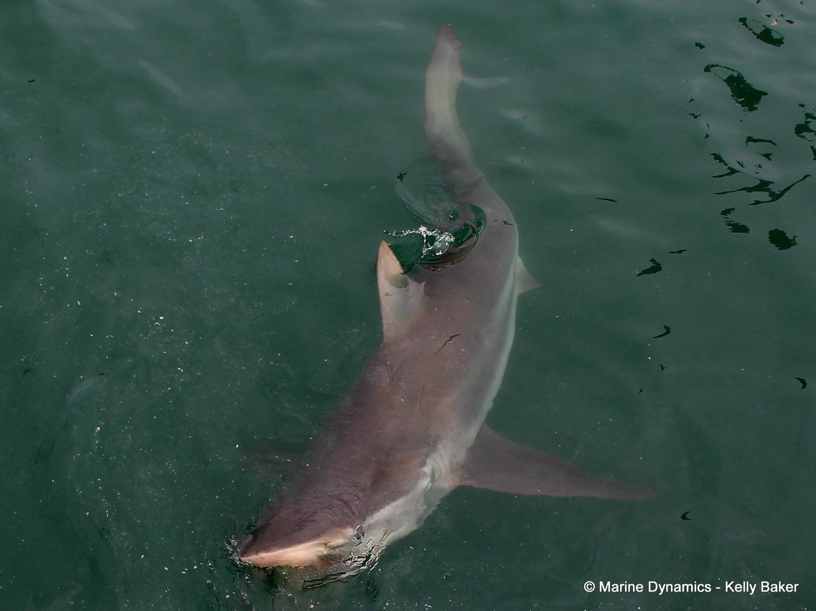 Bronze whaler sharks, South Africa
