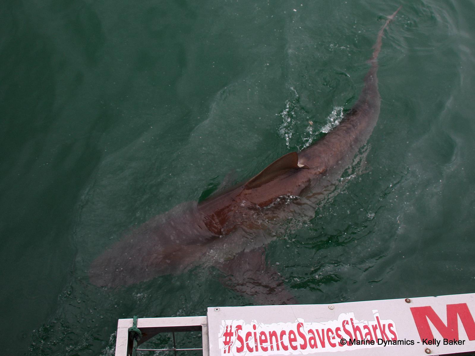 Bronze whaler shark, South Africa