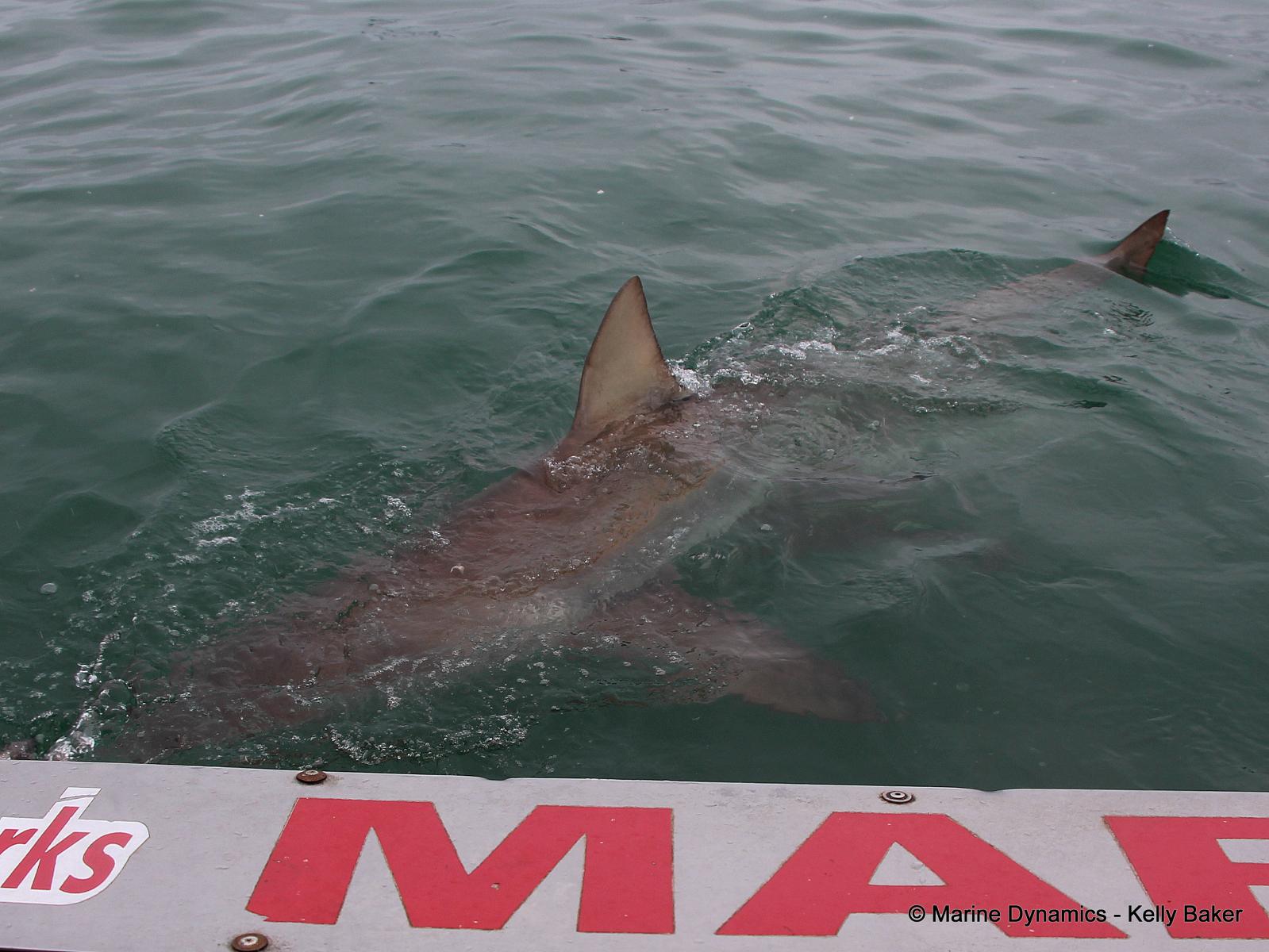 Bronze whaler sharks, South Africa