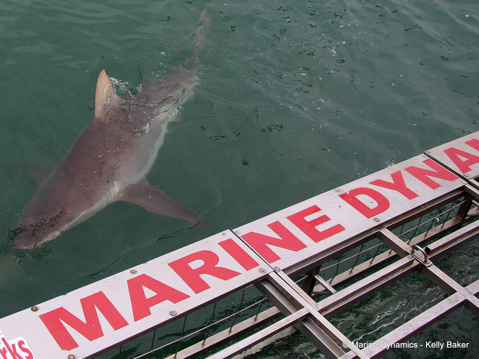 Bronze whaler shark, South Africa