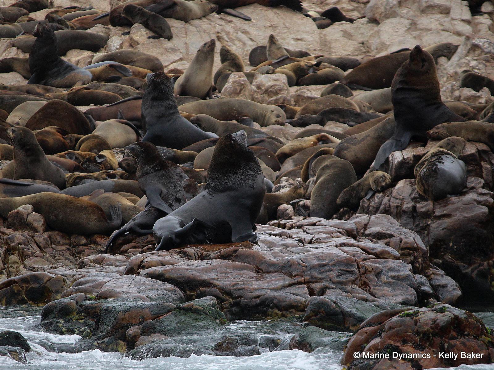 Cape Fur seal
