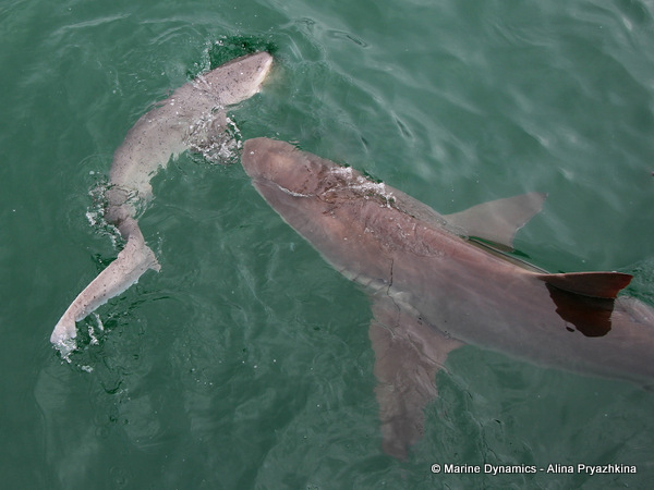 Sevengill cowshark, South Africa