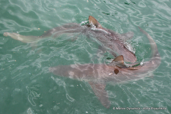 Bronze Whaler shark, South Africa
