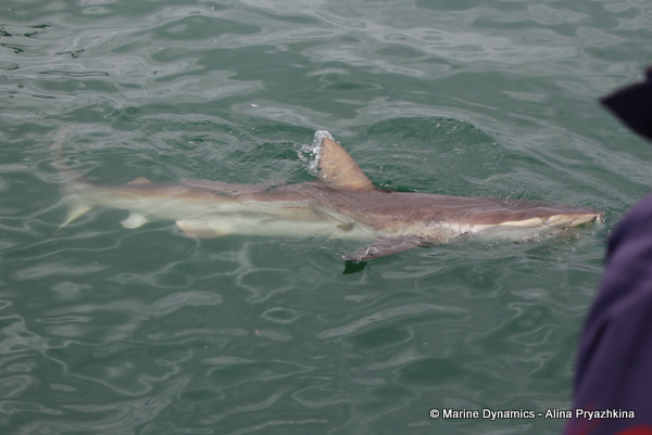 Bronze Whaler shark, South Africa