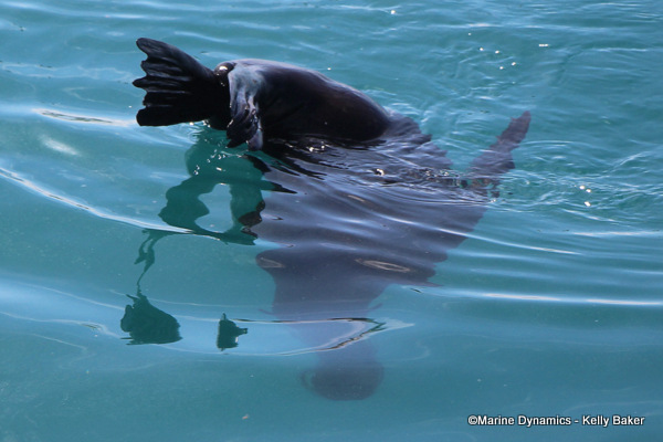 Cape fur seal, South Africa