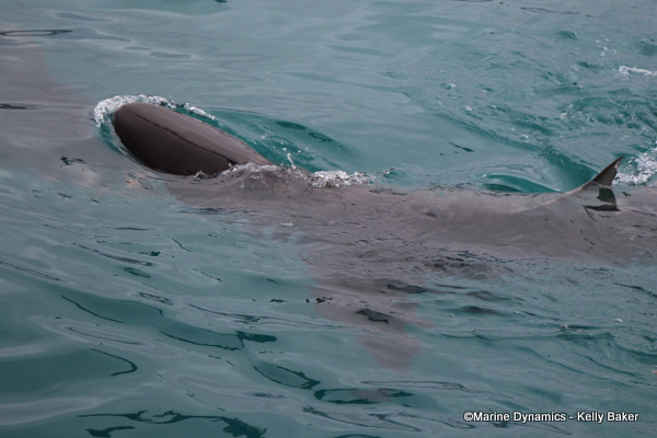 Bronze whaler shark, South Africa
