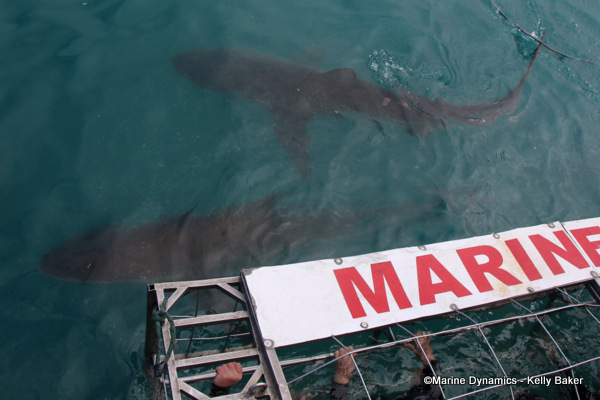 Bronze whaler shark, South Africa