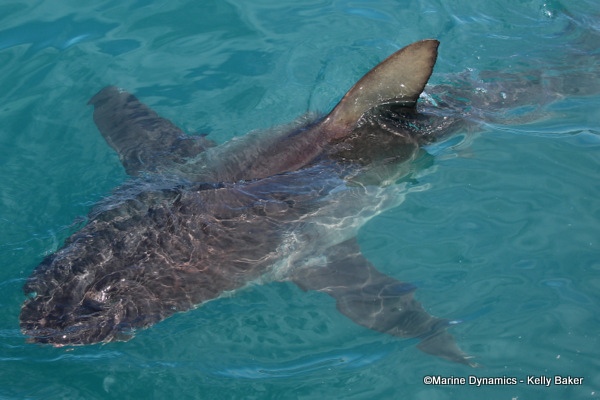 Bronze whaler shark, South Africa