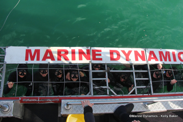 Shark cage diving, South Africa