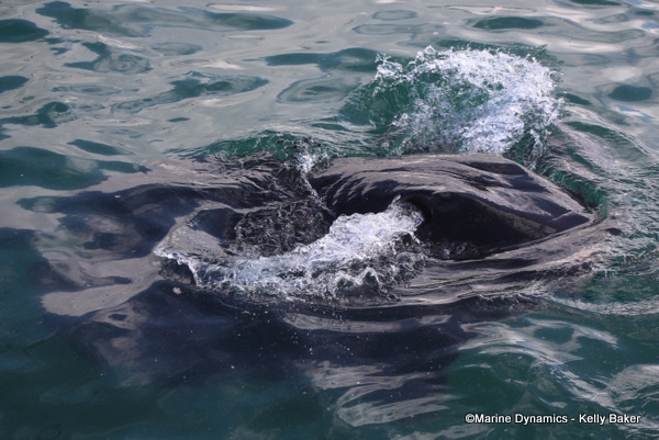 Short-tail stingray, South Africa