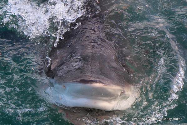 Bronze whaler shark, South Africa