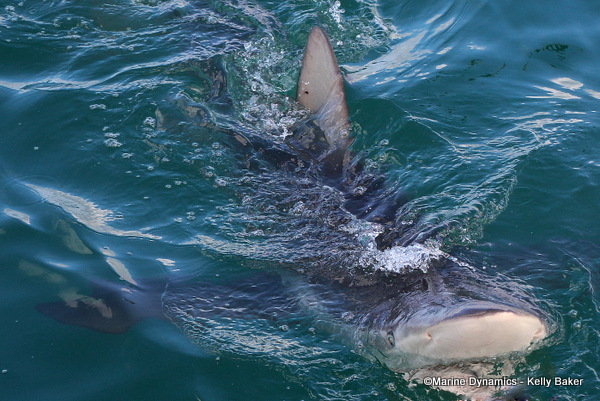 Bronze whaler shark, South Africa