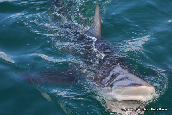 Bronze whaler shark, South Africa