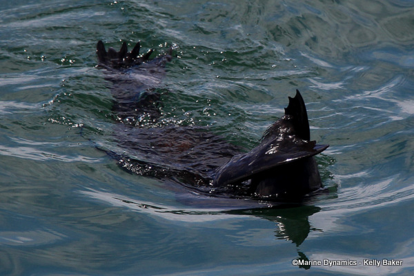 Cape fur seal, South Africa