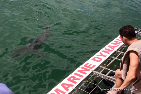 Bronze whaler shark, South Africa