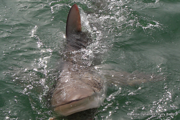 Bronze whaler shark, South Africa
