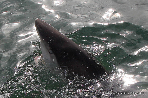 Bronze whaler shark, South Africa