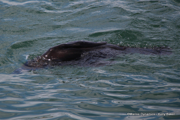 Cape fur seal, South Africa