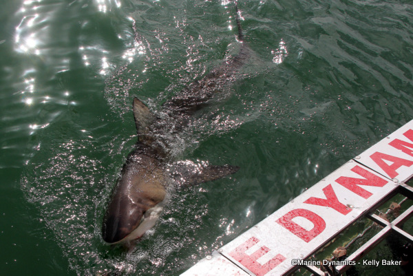 Bronze whaler shark, South Africa