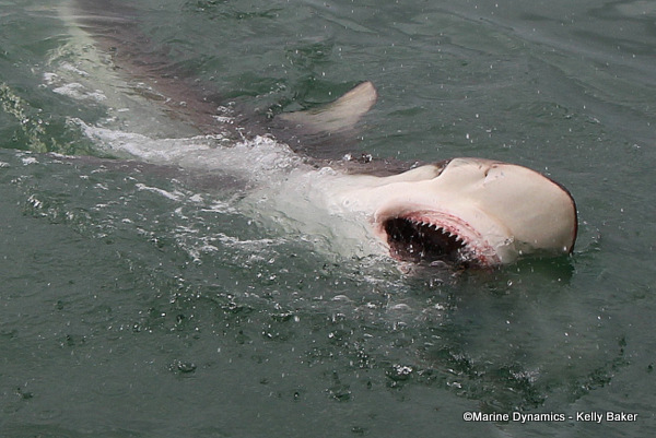 Bronze whaler shark, South Africa