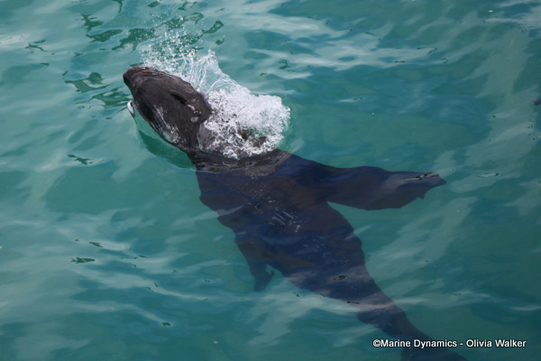 Cape Fur seal, South Africa
