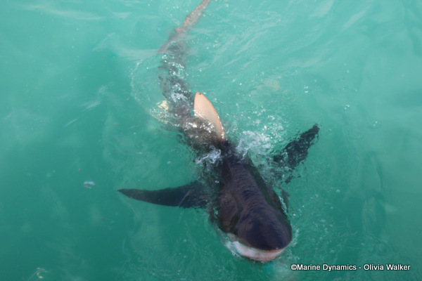 Bronze Whaler shark, South Africa