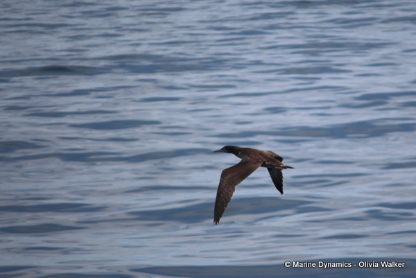 Cape Gannet, South Africa