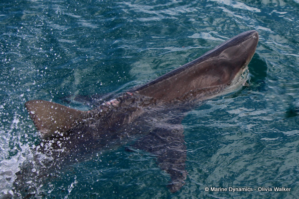 Bronze Whaler shark, South Africa