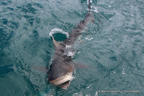Bronze Whaler shark, South Africa