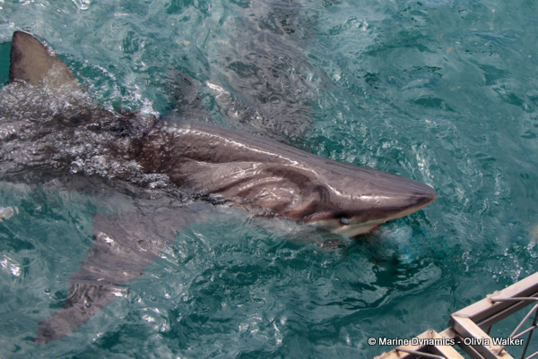 Bronze Whaler shark, South Africa