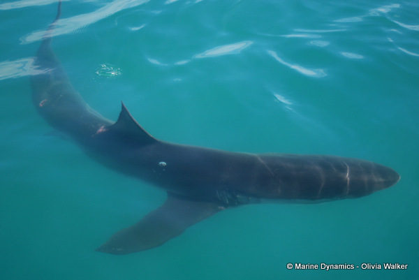 Bronze Whaler shark, South Africa
