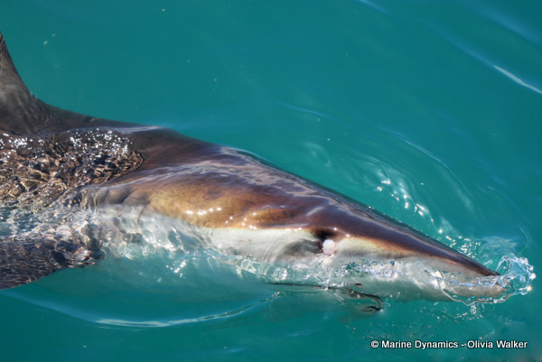 Bronze Whaler shark, South Africa
