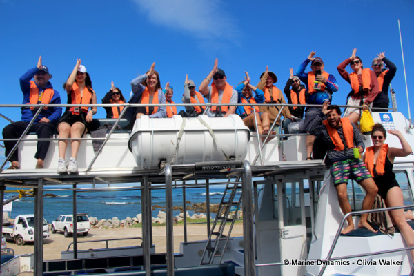 Shark Cage Diving, South Africa