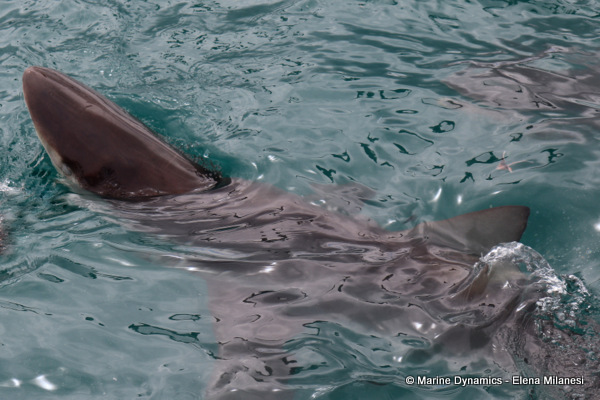 Bronze whaler shark, South Africa