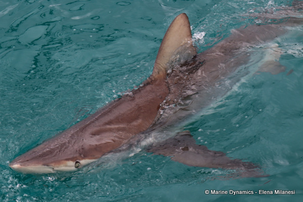 Bronze whaler shark, South Africa