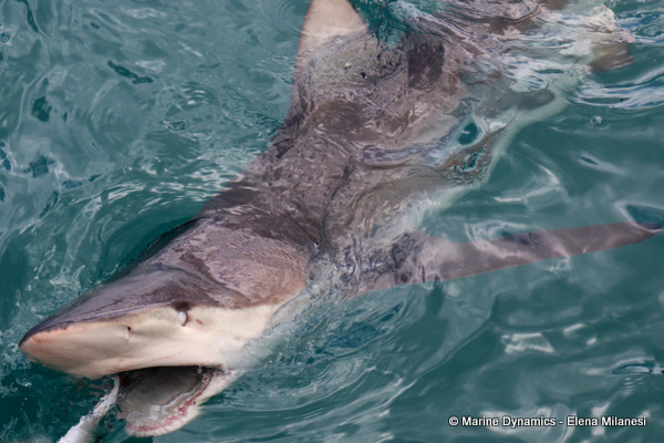 Bronze whaler shark, South Africa