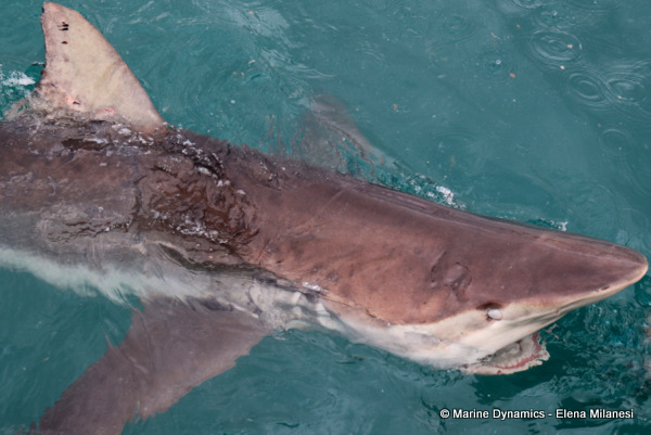 Bronze whaler shark, South Africa