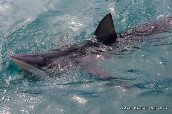 Bronze whaler shark, South Africa