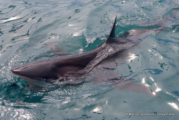 Bronze whaler shark, South Africa