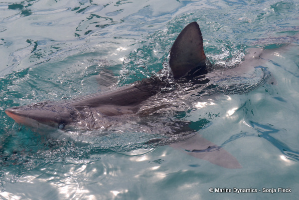 Bronze whaler shark, South Africa