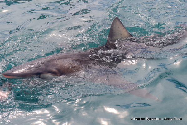 Bronze whaler shark, South Africa