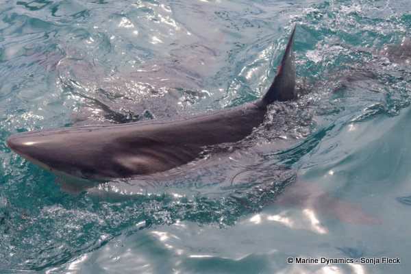 Bronze whaler shark, South Africa
