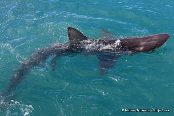 Bronze whaler shark, South Africa