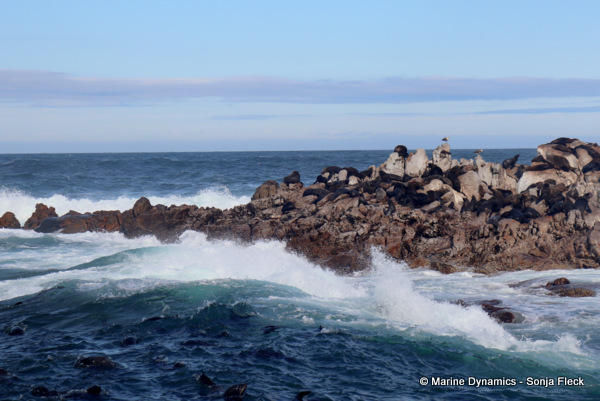 Cape fur seals, South Africa