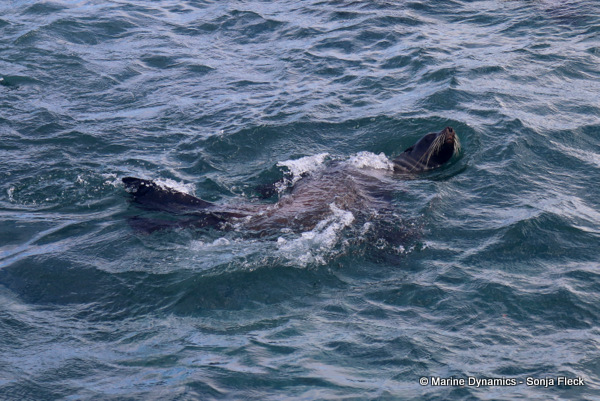 Cape fur seal, South Africa