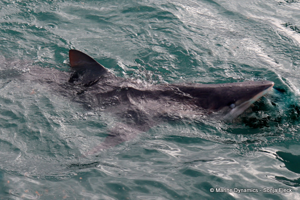 Bronze whaler shark, South Africa