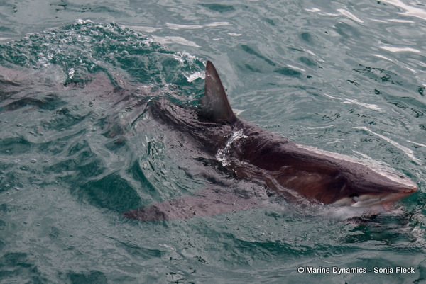 Bronze whaler shark, South Africa
